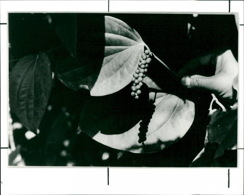 Food - Vintage Photograph