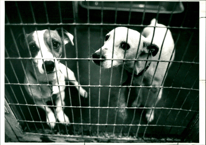 Battersea Dogs Home - Vintage Photograph