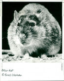 Brown Rat - Vintage Photograph