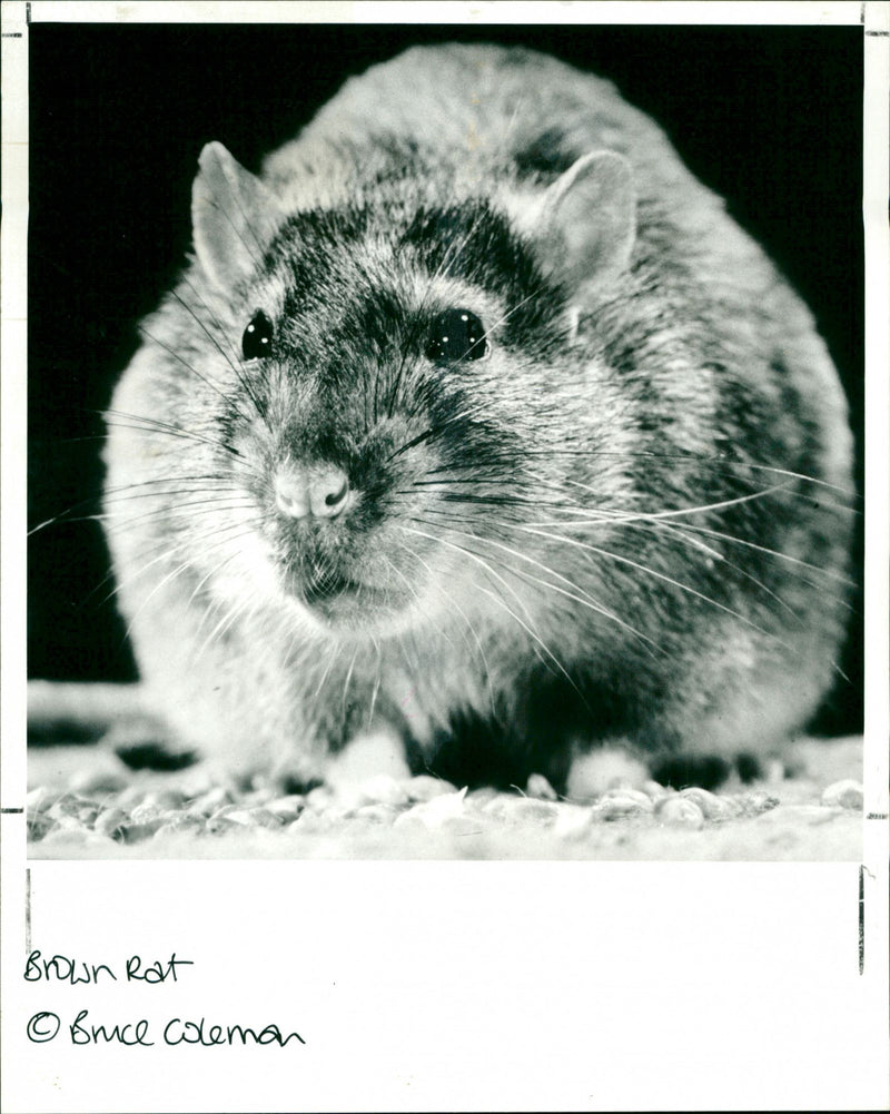 Brown Rat - Vintage Photograph