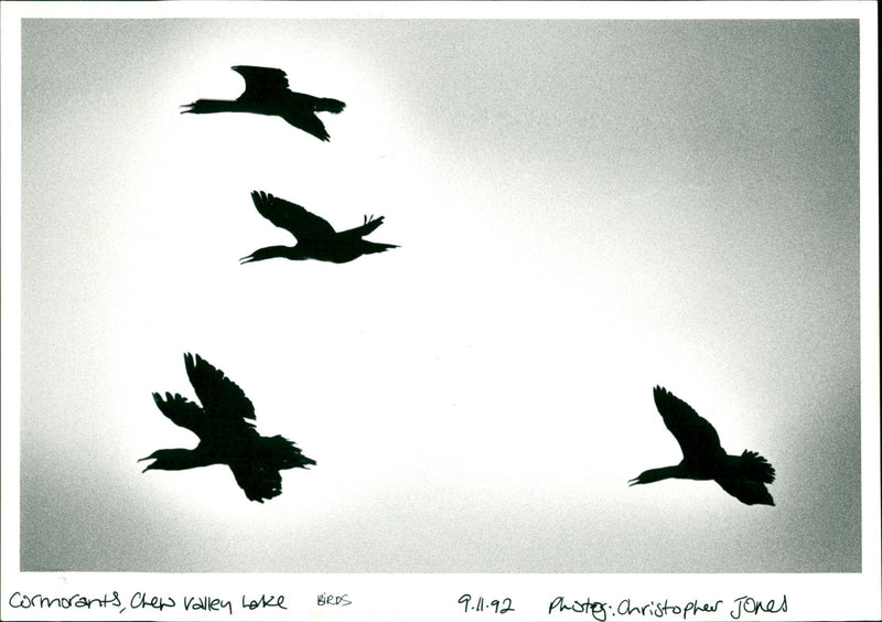 Birds - Vintage Photograph