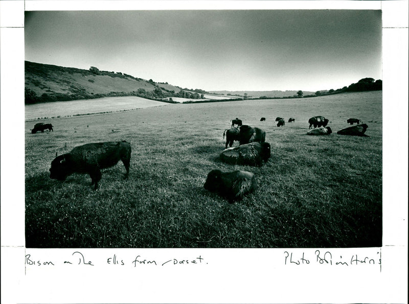 Bison - Vintage Photograph