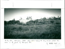 Rabbits - Vintage Photograph