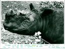 Rhinos - Vintage Photograph