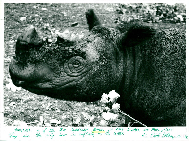 Rhinos - Vintage Photograph