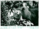 Rhino - Vintage Photograph