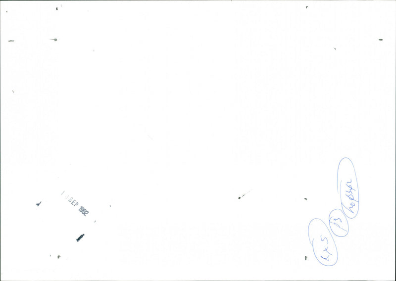 Amanita Citrina - Vintage Photograph