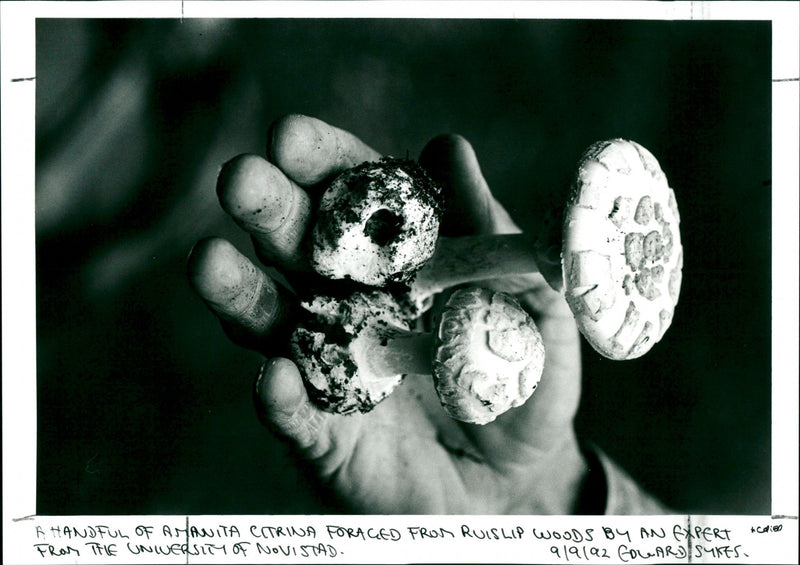 Amanita Citrina - Vintage Photograph