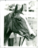 Dancing Bloom - Vintage Photograph