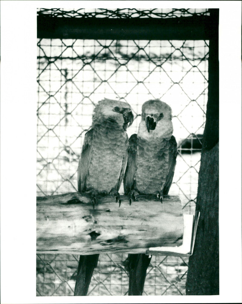 Spix's Macaw - Vintage Photograph