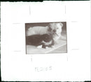Dog and cat - Vintage Photograph