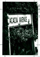 Acacia Avenue - Vintage Photograph
