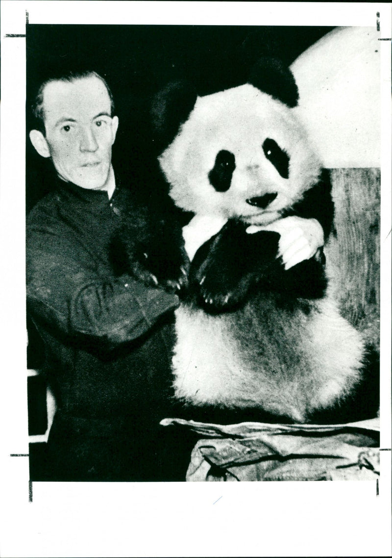 Panda, Sunday 14th August - Vintage Photograph