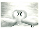 Swans make heart shape during winter - Vintage Photograph