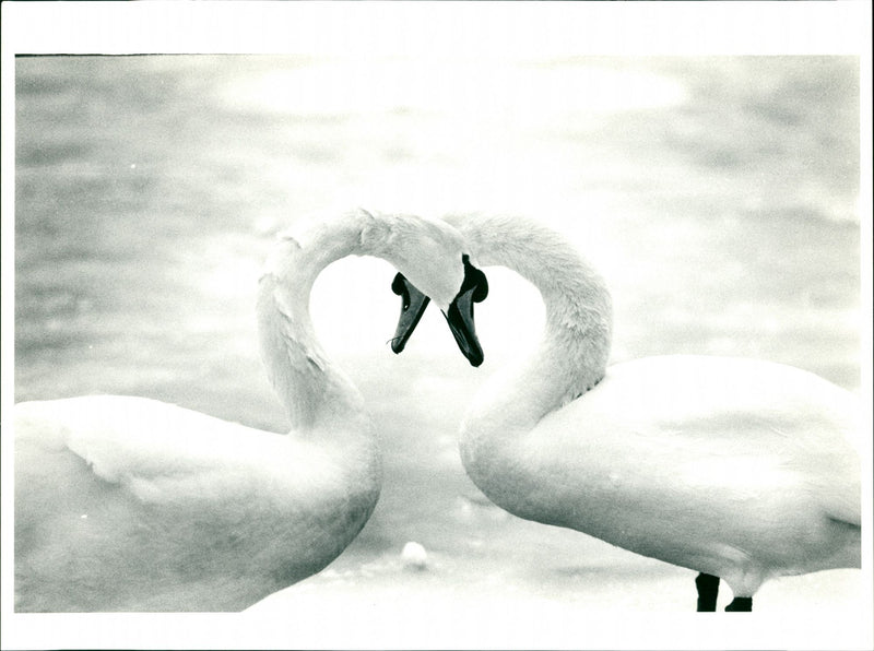 Swans make heart shape during winter - Vintage Photograph