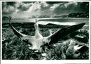 Albatrosses - Vintage Photograph
