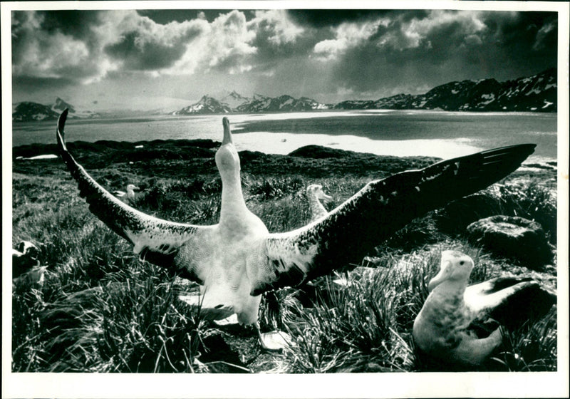 Albatrosses - Vintage Photograph