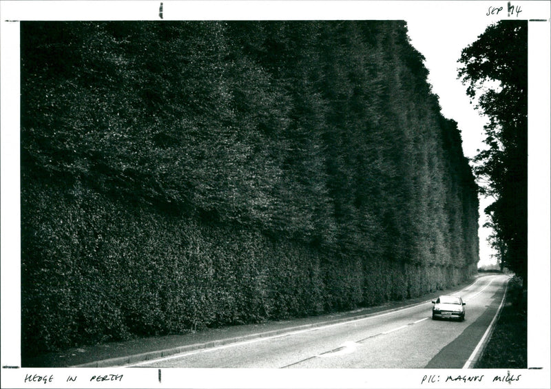 Hedge in Perth - Vintage Photograph