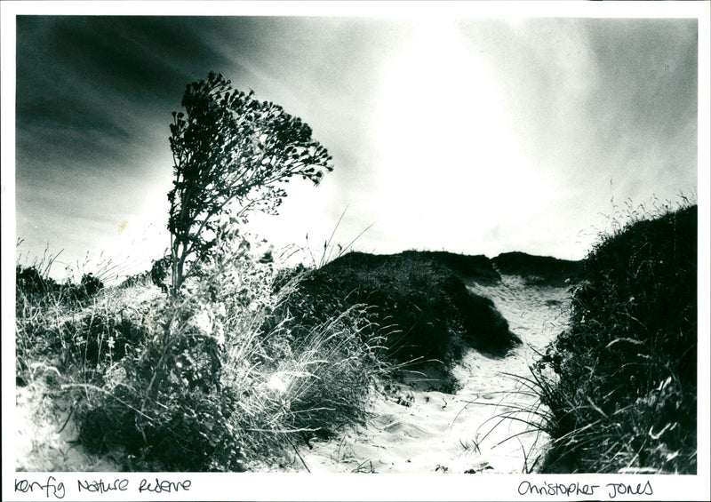 Kentig Nature Reserve - Vintage Photograph