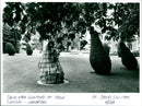 David Nash - Vintage Photograph