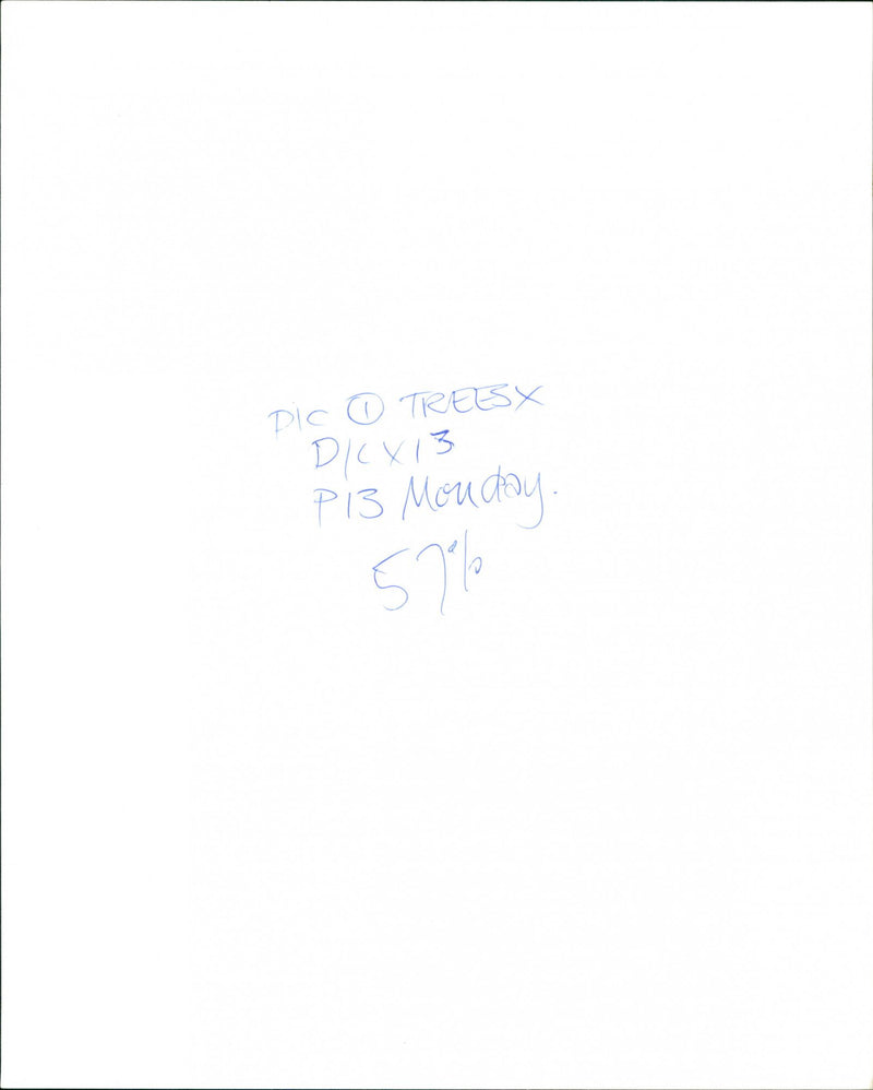 Sitka Spruce - Vintage Photograph