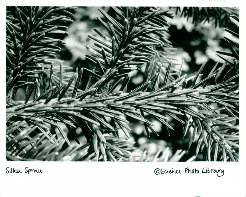 Sitka Spruce - Vintage Photograph