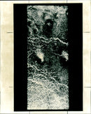 Venus - Vintage Photograph