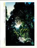 Scotland. Arduaine Garden - Vintage Photograph