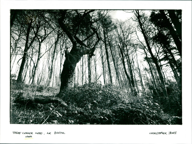 Woods - Vintage Photograph