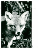 Foxes - Vintage Photograph