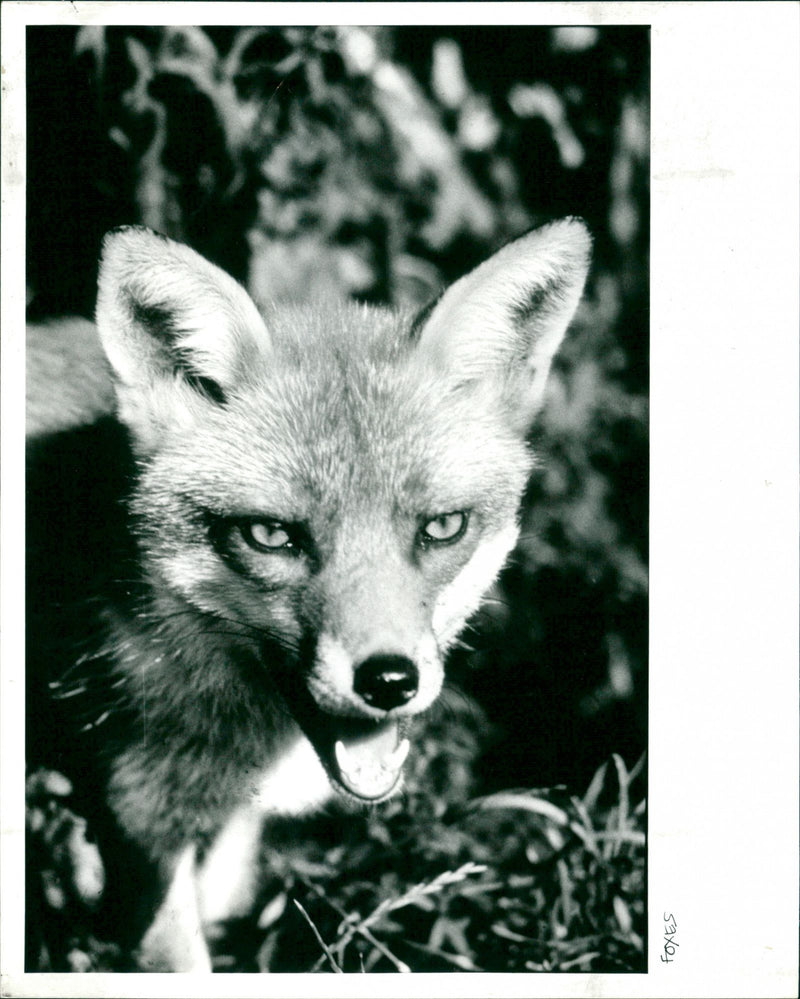 Foxes - Vintage Photograph