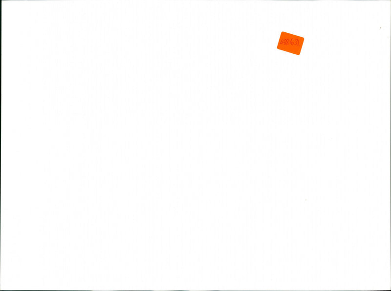 Sheep - Vintage Photograph