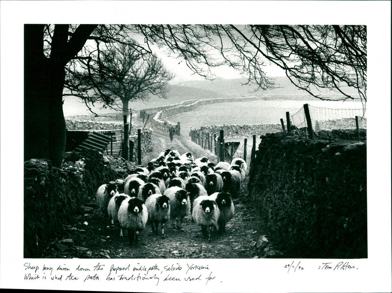 Sheep - Vintage Photograph