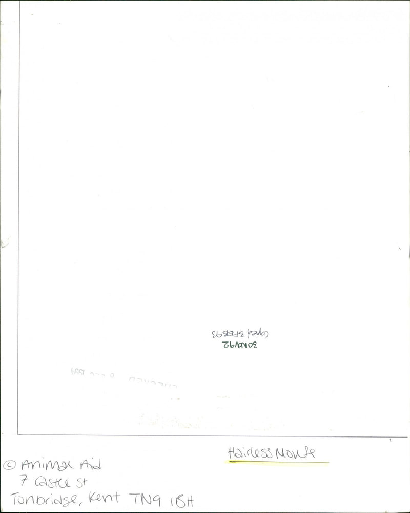 Hairless Mouse - Vintage Photograph