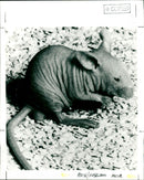 Hairless Mouse - Vintage Photograph