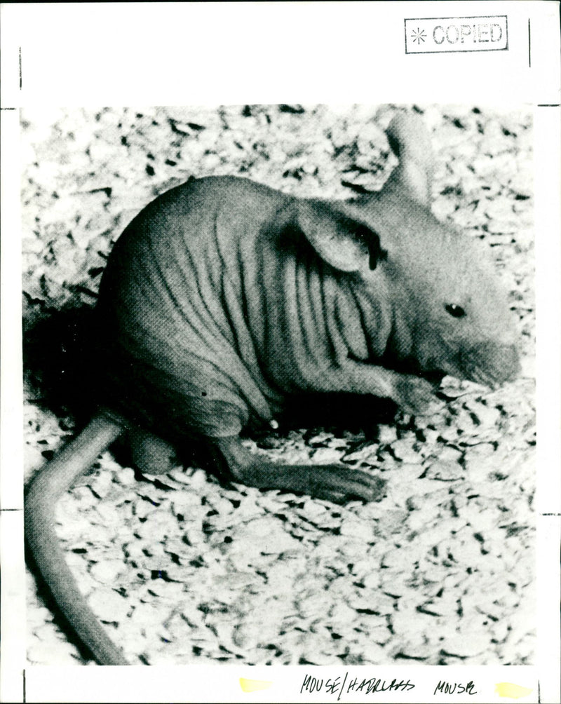 Hairless Mouse - Vintage Photograph
