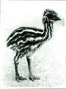 Baby Emu - Vintage Photograph