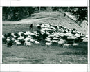 Flock of sheep - Vintage Photograph