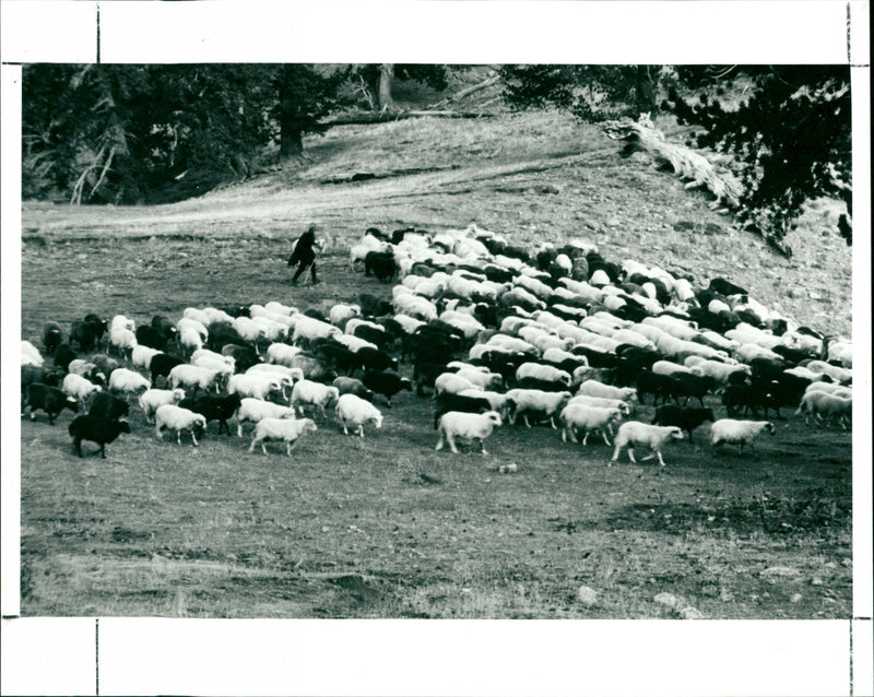 Flock of sheep - Vintage Photograph