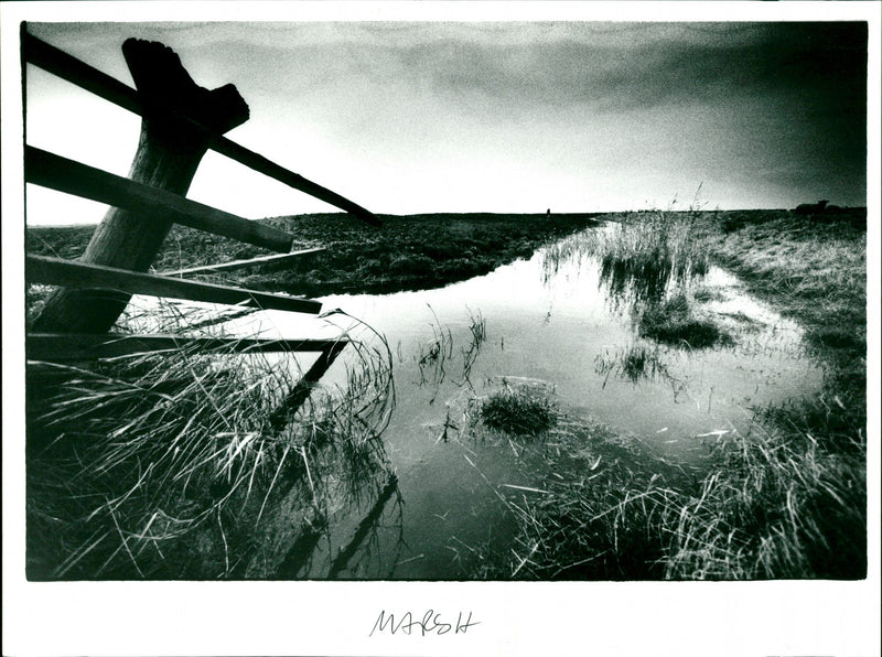 Marsh - Vintage Photograph