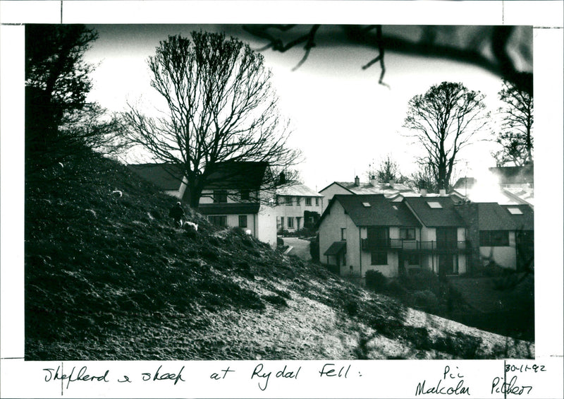 Shepherd and sheep at Rydal fell - Vintage Photograph