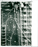 Specimen - Vintage Photograph