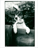Dog - Vintage Photograph