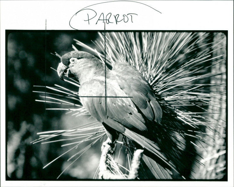 Parrot - Vintage Photograph