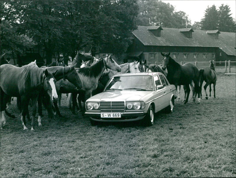 Mercedes 200-250. - Vintage Photograph