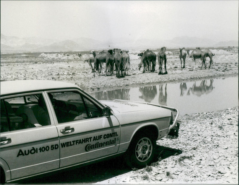 Audi 100 5D Welfahrt - Vintage Photograph