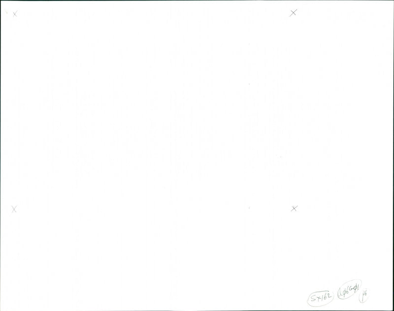 Turkeys - Vintage Photograph