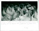 Turkeys - Vintage Photograph