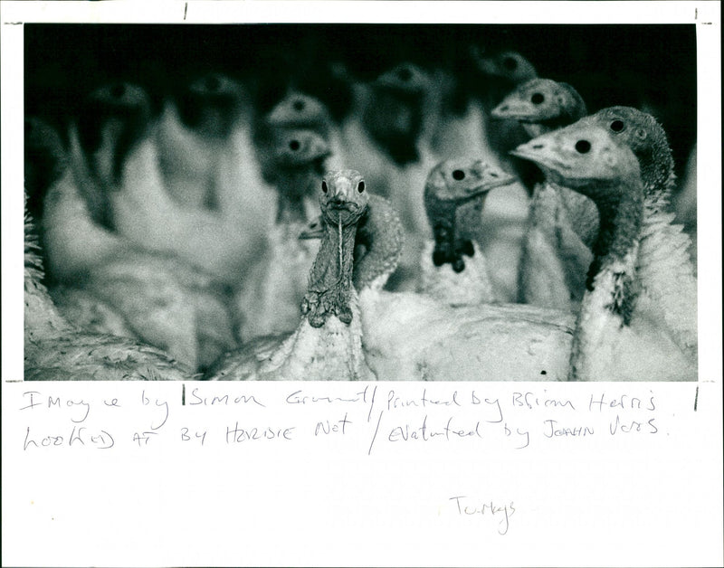 Turkeys - Vintage Photograph