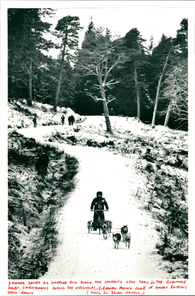 Husky Racing - Vintage Photograph